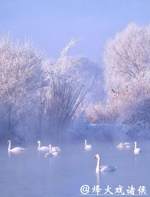 “天鹅越冬”何以成新疆冬季旅游新景？